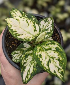 Aglaonema Super White