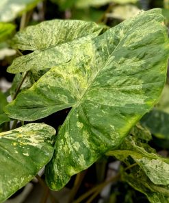 Alocasia macrorrhiza Variegata