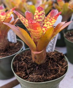 Bromelia Vri. Gigantea