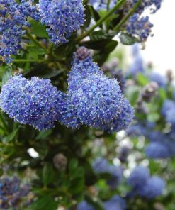 Ceanothus Thyrsiflorus Repens 40/60