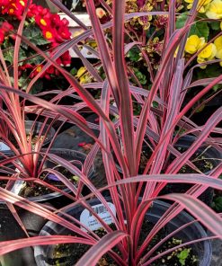 Cordyline Festival Rasberry