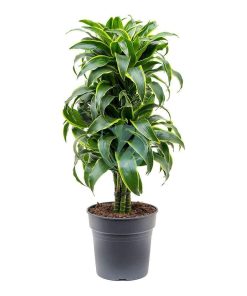 Dracaena dorado