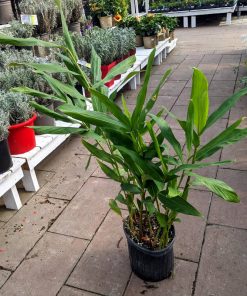 Hedychium Coronarium
