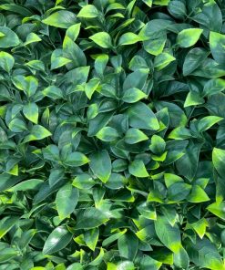 Mur Végétal Artificiel Jasmin 1mx1m