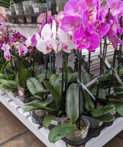 Orchidée ”Phalaenopsis”