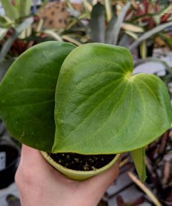Peperomia Polybotyra Raindrop