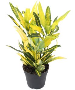 Codiaeum gold