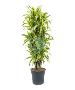 Dracaena deremensis