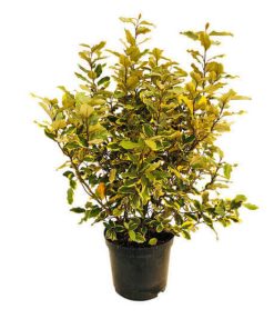 Elaeagnus x Ebbengei 175/200