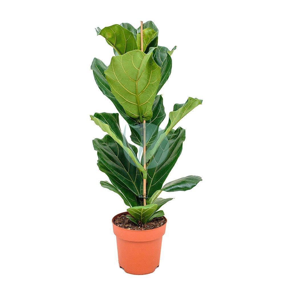 Ficus lyrata