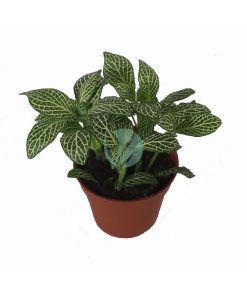 Fittonia verte
