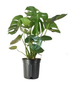 Philodendron monstera pertusum